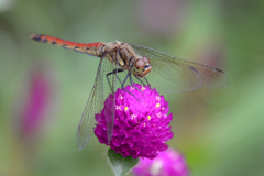Sympetrum