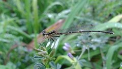 Platycnemis phyllopoda