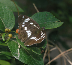 Limenitis helmanni