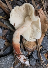 Media resource of Leucoagaricus meleagris