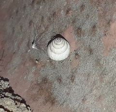 Cochlicella conoidea