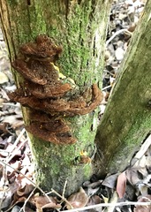 Phylloporia