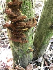 Phylloporia