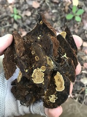Phylloporia
