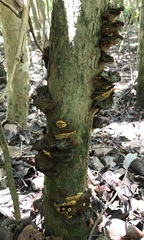 Phylloporia