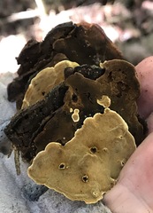 Phylloporia