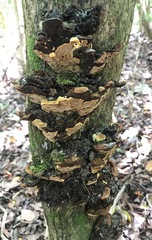Phylloporia