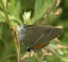 Satyrium latior