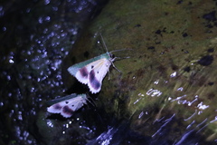 Herochroma cristata