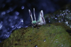 Herochroma cristata