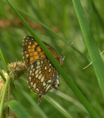 Melitaea ambigua