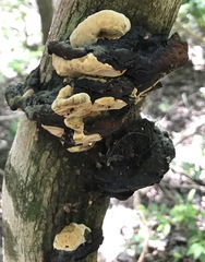 Phylloporia