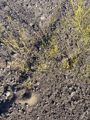 Carsonia sparsifolia