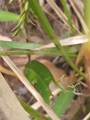 Cryptostylis