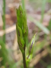 Cryptostylis