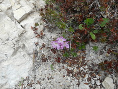Rhodothamnus chamaecistus