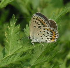 Plebejus subsolanus
