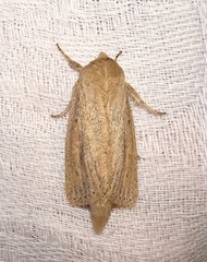 Globia oblonga