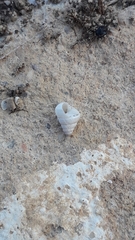 Cochlicella conoidea