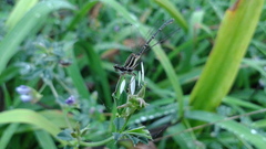 Platycnemis phyllopoda
