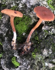 Lactarius subserifluus