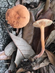 Lactarius subserifluus