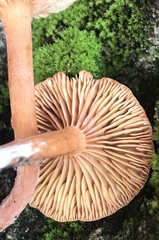Lactarius subserifluus