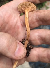 Lactarius subserifluus