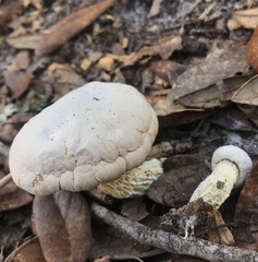 Austroboletus subflavidus image