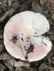 Russula hixsonii