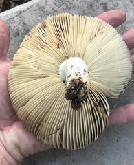 Russula hixsonii