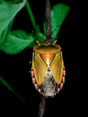 Mattiphus aurifer