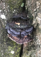 Ganoderma