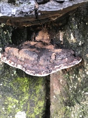 Ganoderma