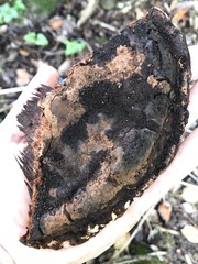 Ganoderma