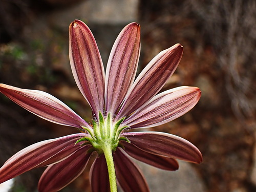 Image of Dimorphotheca cuneata by no rights reserved