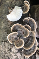 Trametes versicolor