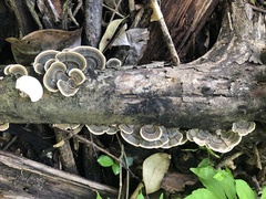 Trametes versicolor