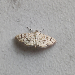 Haritalodes