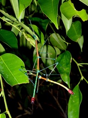 Periphetes quezonicus