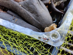 Tetraponera rufonigra