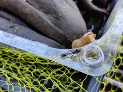 Tetraponera rufonigra