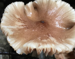 Entoloma