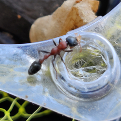 Tetraponera rufonigra