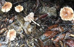 Entoloma