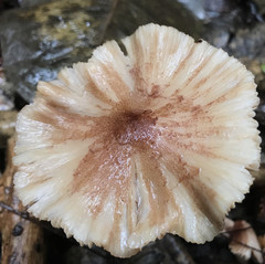 Entoloma