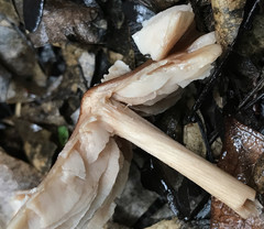 Entoloma