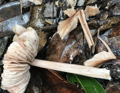 Entoloma