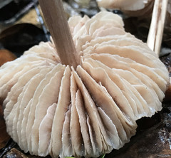 Entoloma