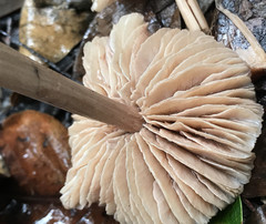 Entoloma